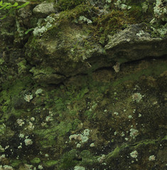 Botryolepraria lesdainii