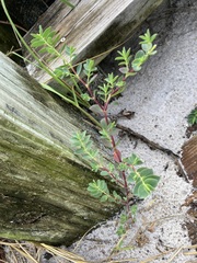 Euphorbia mesembryanthemifolia image