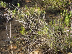 Pteronia flexicaulis