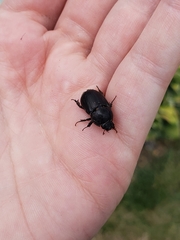 Dyscinetus morator
