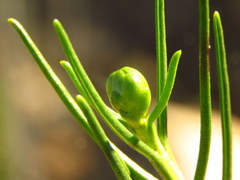 Pteronia flexicaulis