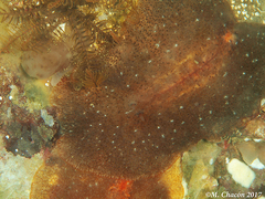 Planoceridae