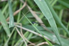 Argia oculata