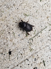 Dyscinetus morator