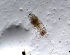 Neocopepoda