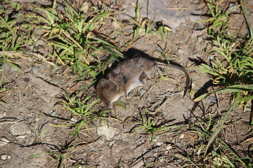 Cinereus Shrew