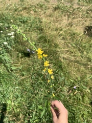 Agrimonia eupatoria