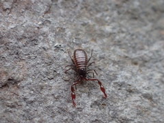 Halobisium occidentale