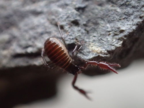 intertidal pseudoscorpion