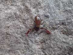 Halobisium occidentale