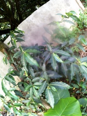 Ficus septica