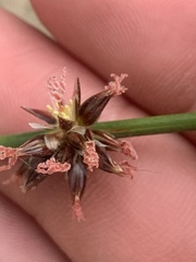 Juncus breweri