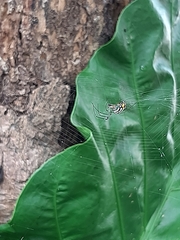 Leucauge argyrobapta