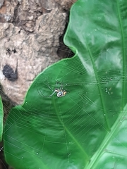 Leucauge argyrobapta
