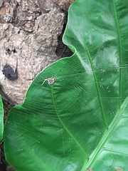 Leucauge argyrobapta