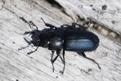 Platycerus oregonensis