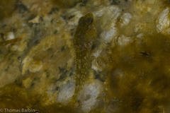 Oligocottus maculosus