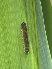 Rhadinoceraea micans