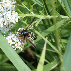 Spilomyia diophthalma