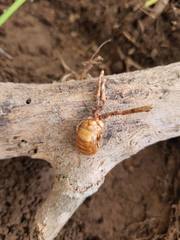Ophiocordyceps sobolifera