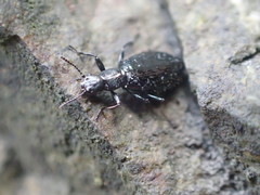 Aegialites debilis