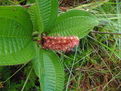 Miconia tococa