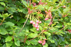 Enkianthus campanulatus, photograph (c) Zinogre, some rights reserved (CC BY-SA)