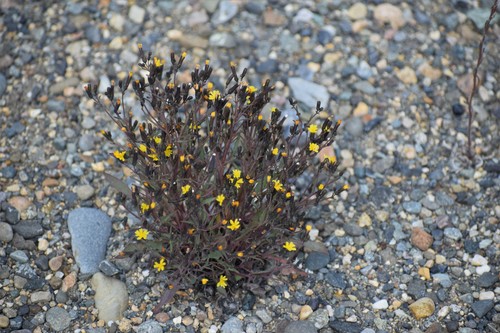Image of Askellia elegans by (c) Syd Cannings, some rights reserved (CC BY)