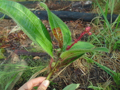 Miconia tococa