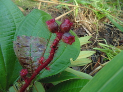 Miconia tococa