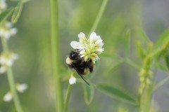 Bombus mckayi