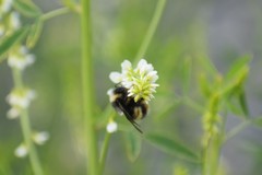 Bombus mckayi