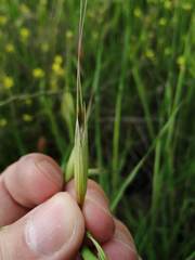 Avena sterilis