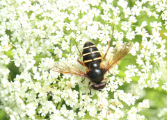 Sericomyia nigra