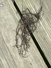 Ascophyllum nodosum