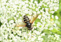Sericomyia nigra