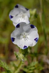 Nemophila maculata