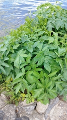 Angelica archangelica
