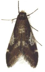 Lepidoscia lainodes