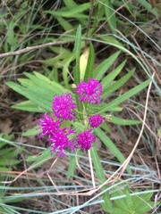 Vernonia texana
