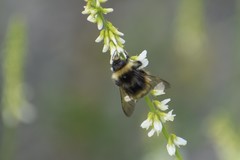 Bombus mckayi