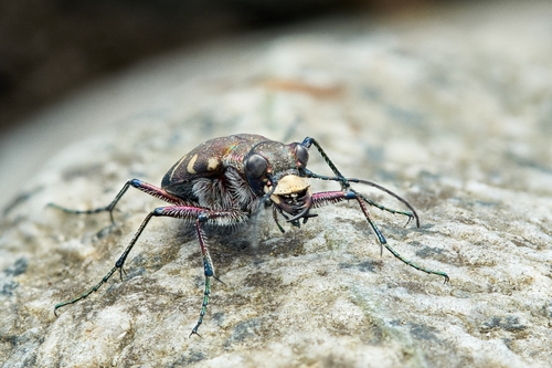 Northern Dune Tiger Beetle