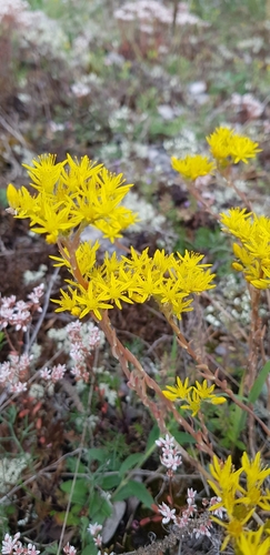 Petrosedum rupestre