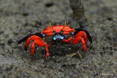 Paraleptuca crassipes