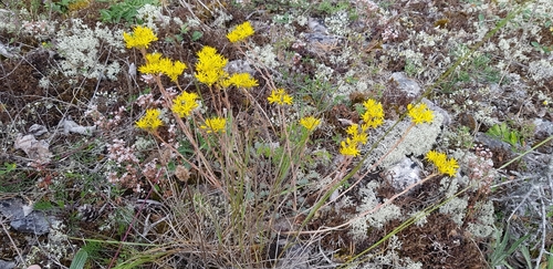 Petrosedum rupestre