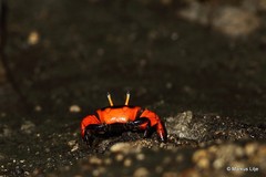 Paraleptuca crassipes