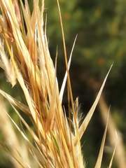 Macrochloa tenacissima