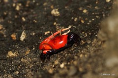 Paraleptuca crassipes