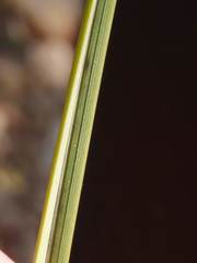 Macrochloa tenacissima