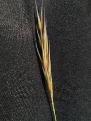 Macrochloa tenacissima